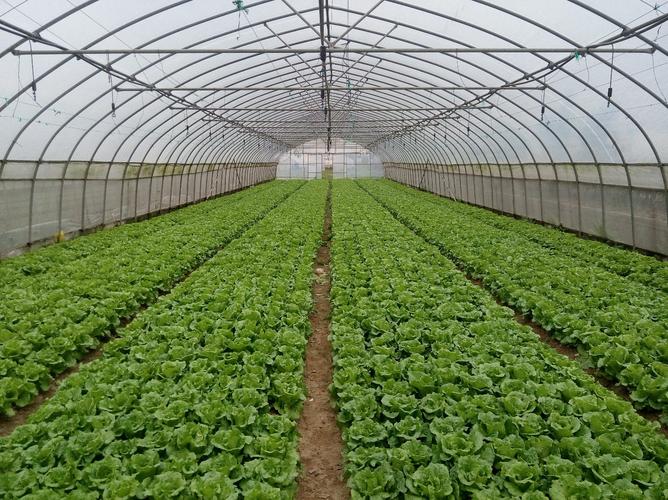 "扬升"蔬菜——上海扬升农副产品专业合作社